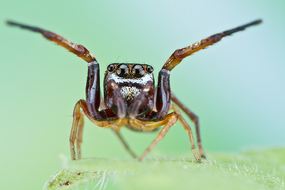 Hammerjawed Jumping Spider - Zygoballus rufipes