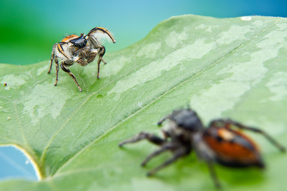 Jumping Spiders - Phidippus insignarius