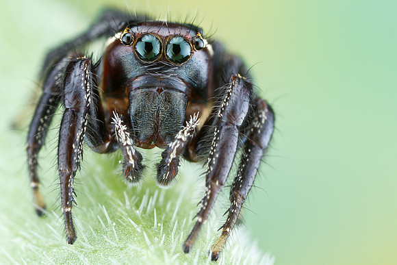 Jumping Spider - Thiodina puerpera