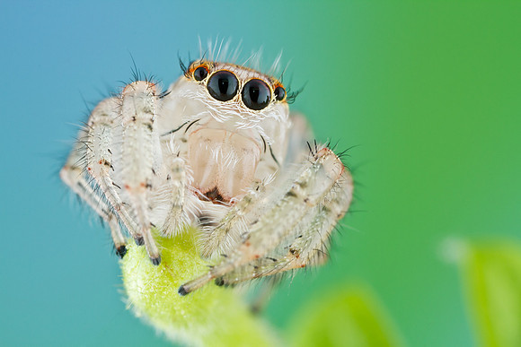 Jumping Spider - Thiodina sylvana