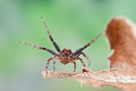 Ground Crab Spider - Xysticus sp.