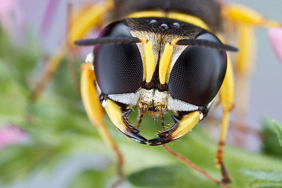 Square-headed Wasp - Ectemnius sp.
