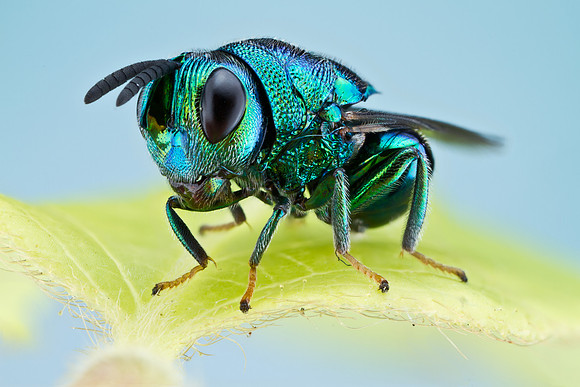 Chalcid Wasp - Euperilampus triangularis