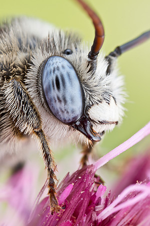 Long-horned Bee - Melissodes denticulata