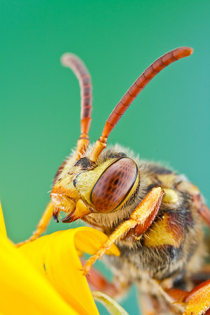 Cuckoo Bee - Namada sp.