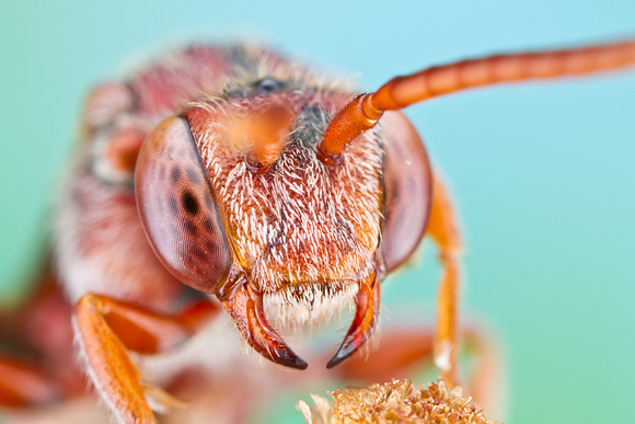 Cuckoo Bee - Nomada sp.