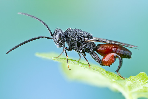 Chalcid Wasp - Phasgonophora sulcata
