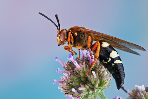 Eastern Cicada Killer - Sphecius speciosus