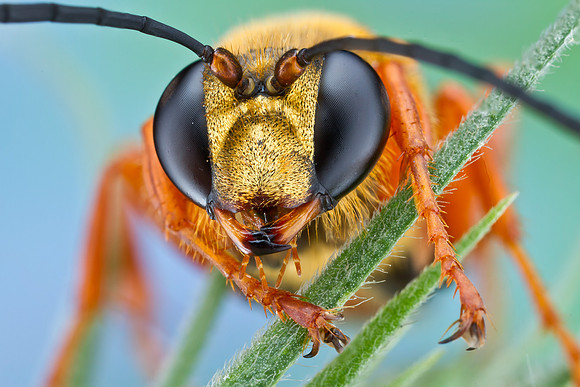 Great Golden Digger Wasp - Sphex ichneumoneus