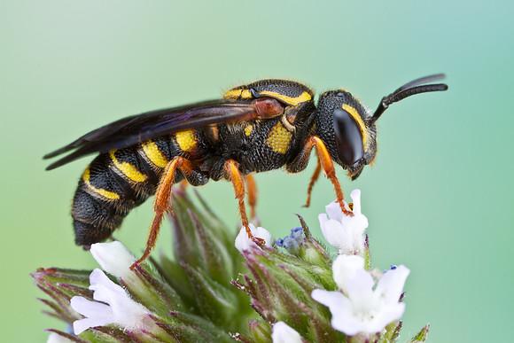 Bee - Stelis sp.