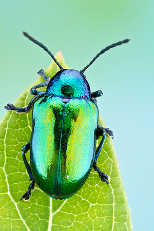 Dogbane Beetle - Chrysochus auratus