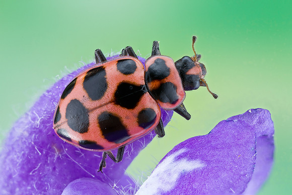 Spotted Lady Beetle - Coleomegilla maculata