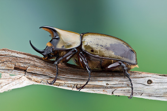 Eastern Hercules Beetle - Dynastes tityus