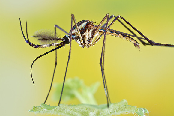 Elephant Mosquito - Toxorhynchites rutilus