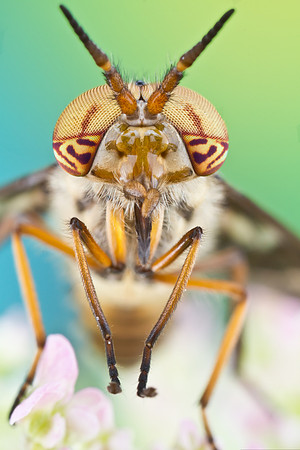 Deer Fly - Chrysops sp.