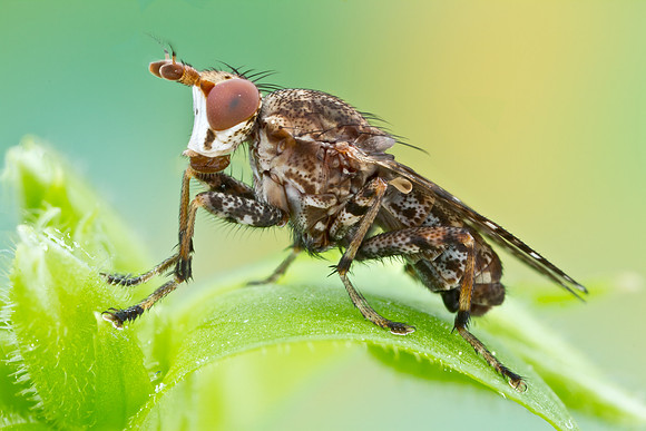 Marsh Fly - Dictia sp.
