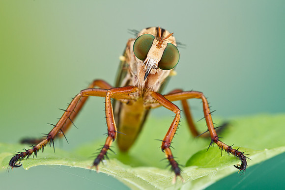 Hanging Thief - Diogmites sp.