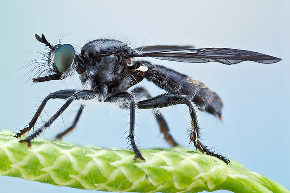 Robber fly - Laphria canis