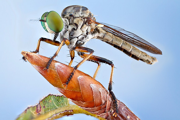 Robber Fly - Ommatius sp.