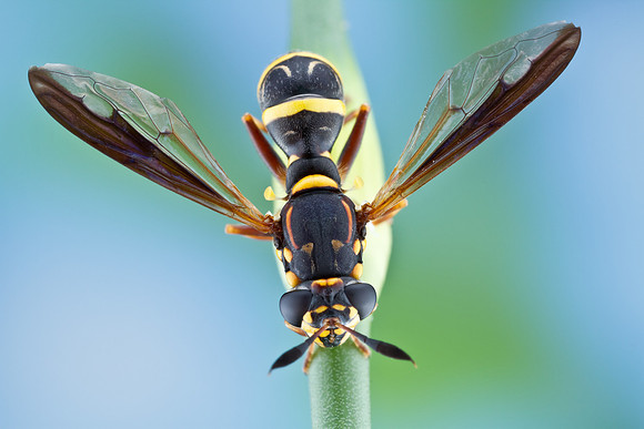 Syrphid Fly - Sphiximorpha willistonii