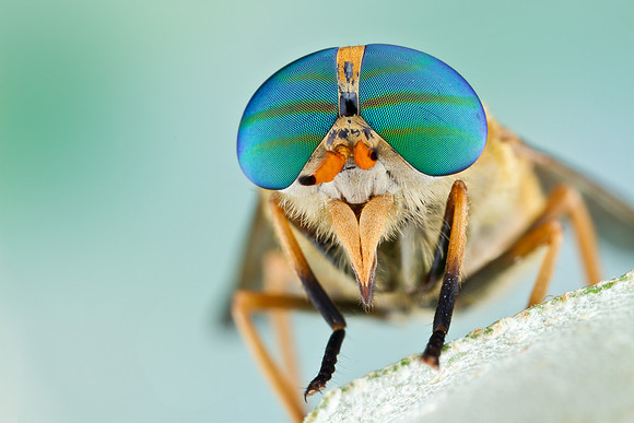 Horse fly - Tabanus fulvulus