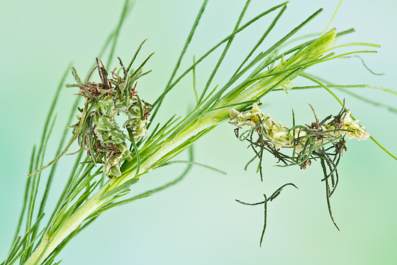 Camouflaged Looper - Synchlora aerata