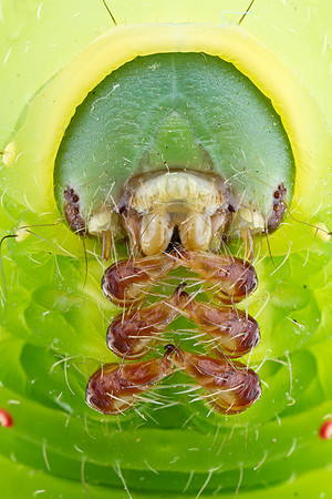 Luna Moth Caterpillar - Actias luna