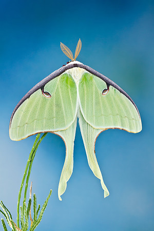 Luna Moth - Actias luna