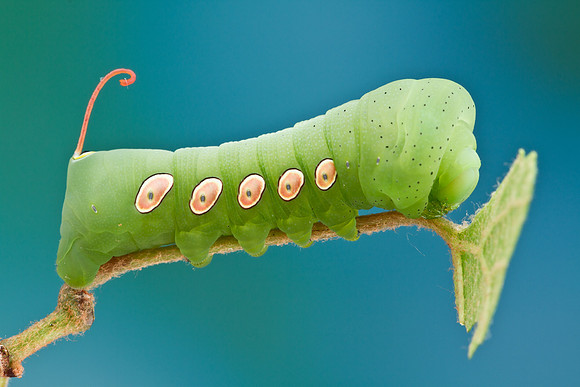 Pandorus Sphinx - Eumorpha pandorus