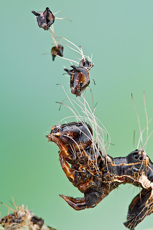 Harris' Three-spot - Harrisimemna trisignata