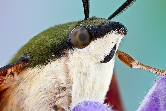 Hummingbird Clearwing - Hemaris thysbe