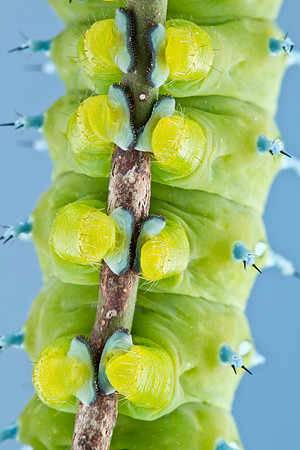 Cecropia Moth Caterpillar - Hyalophora cecropia