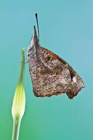 American Snout - Libytheana carinenta