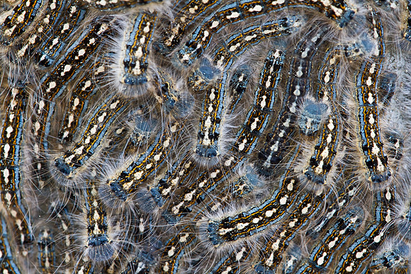 Forest Tent Caterpillars - Malacosoma disstria