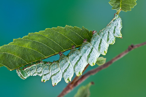 Double-toothed Prominent - Nerice bidentata