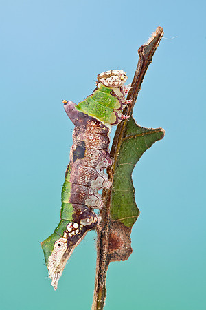 Lace-capped Caterpillar - Oligocentria lignicolor