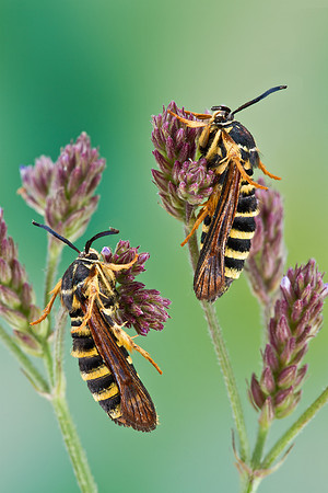 Raspberry Crown Borer - Pennisetia marginata