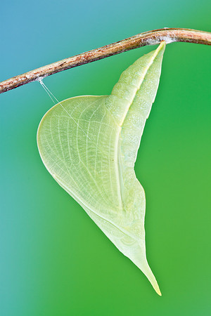 Cloudless Sulphur - Phoebis sennae