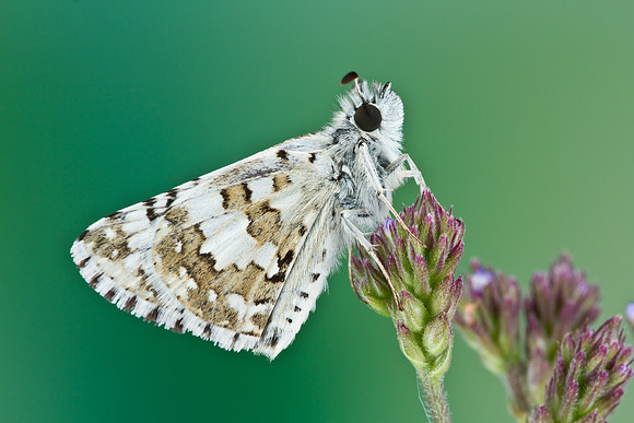 Common Checkered Skipper - Pyrgus communis