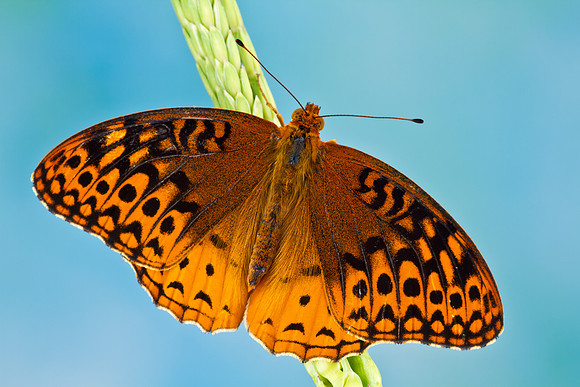 Great Spangled Fritillary - Speyeria cybele
