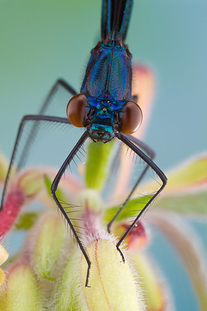 Ebony Jewelwing - Calopteryx maculata