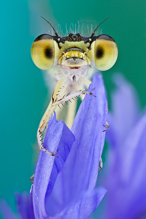 Citrine Forktail - Ischnura hastata