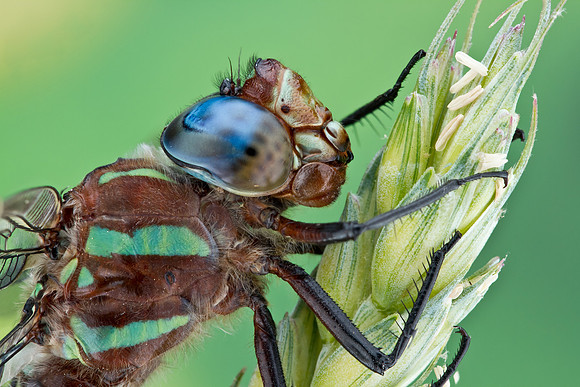 Swamp Darner - Epiaeschna heros
