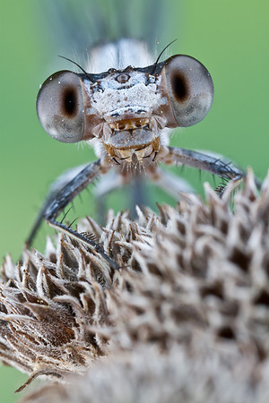 Powdered Dancer - Argia moesta