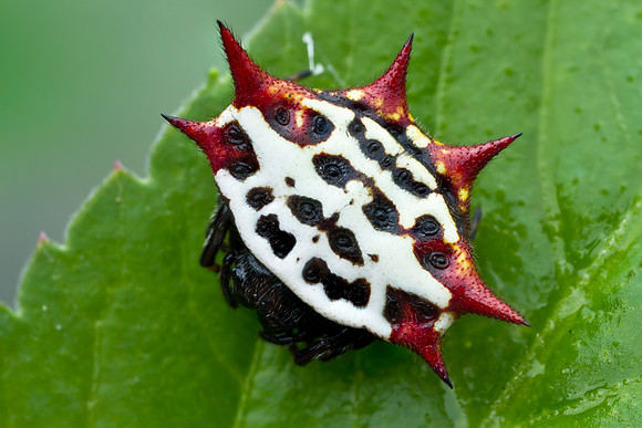 Spinybacked Orbweaver - Gasteracantha cancriformis