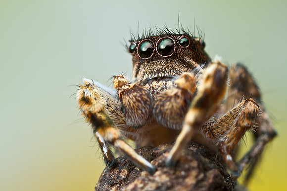 Jumping Spider - Habronattus elegans