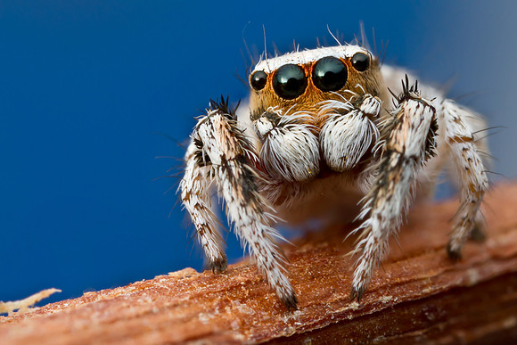 Jumping Spider - Habronattus signatus