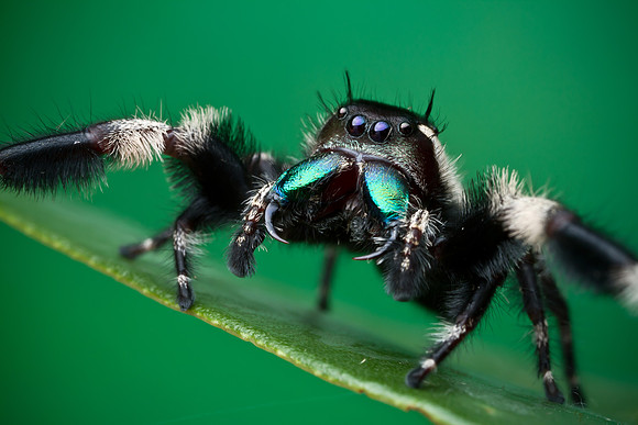 Canopy Jumping Spider - Phidippus otiosus