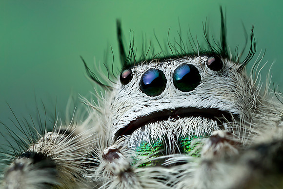 Canopy Jumping Spider - Phidippus otiosus