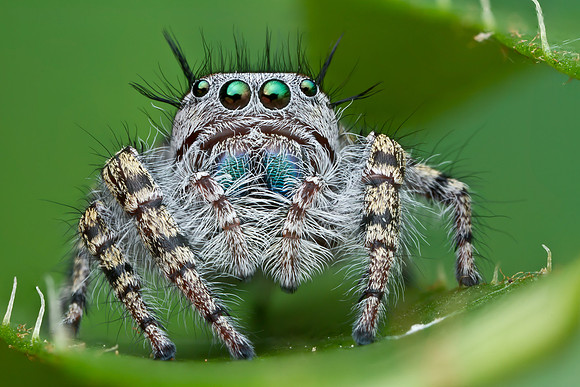 Jumping Spider - Phidippus mystaceus